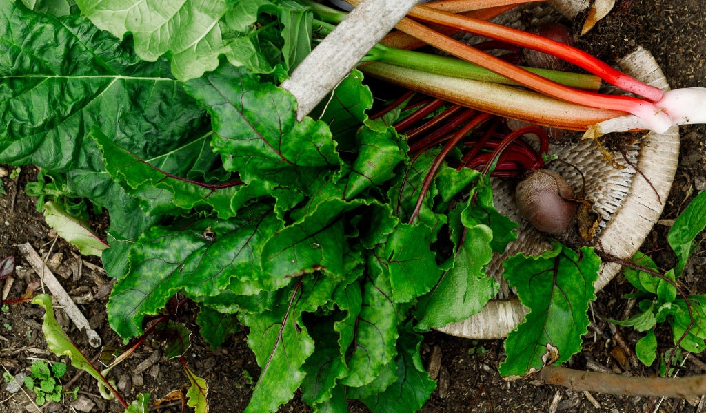 Fibre isn’t what it used to be; and your gut knows it