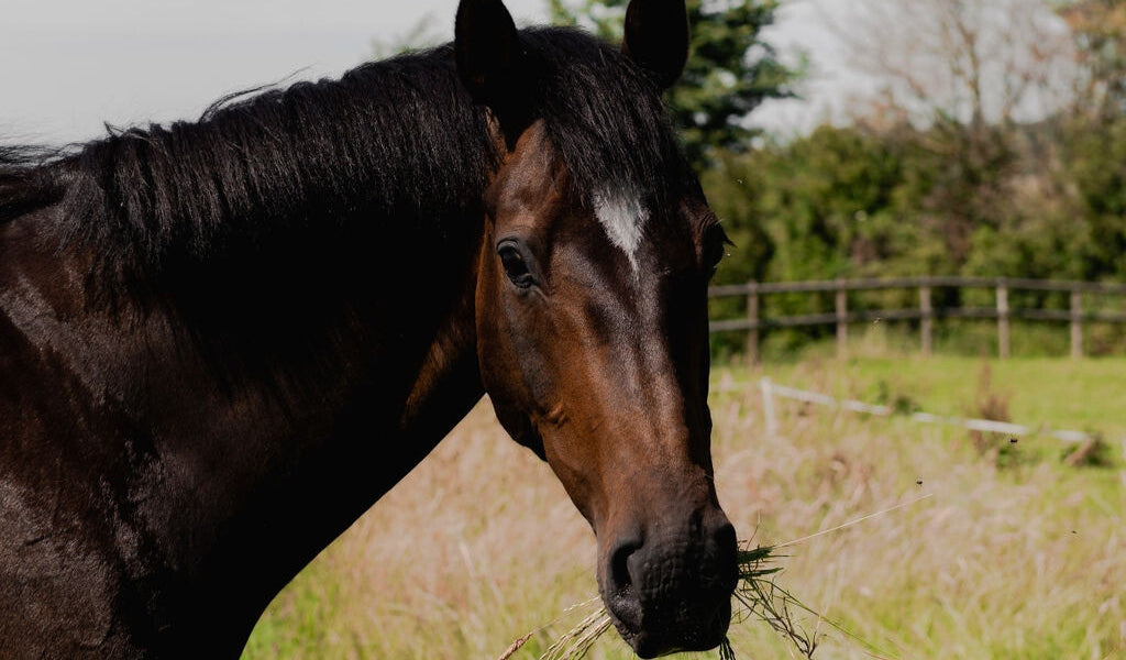 Probiotics for horses: why hindgut microbes matter