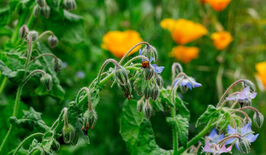 How microbes help IBS: rebalancing the gut, calming the nervous system and restoring trust in your body