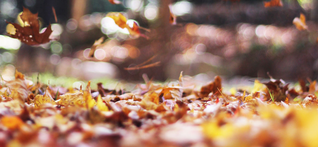 Improve your soil, naturally