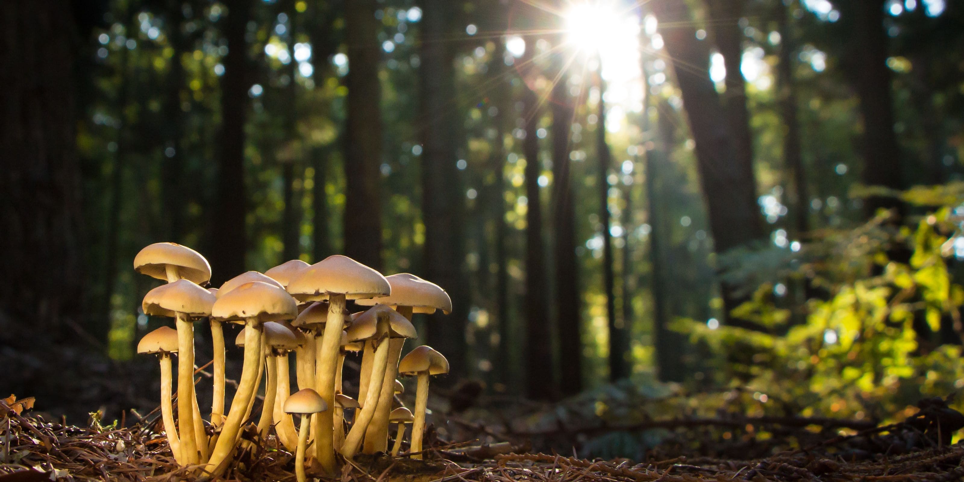 The cycle of life: what soil microbes teach us about death, decay andenewal