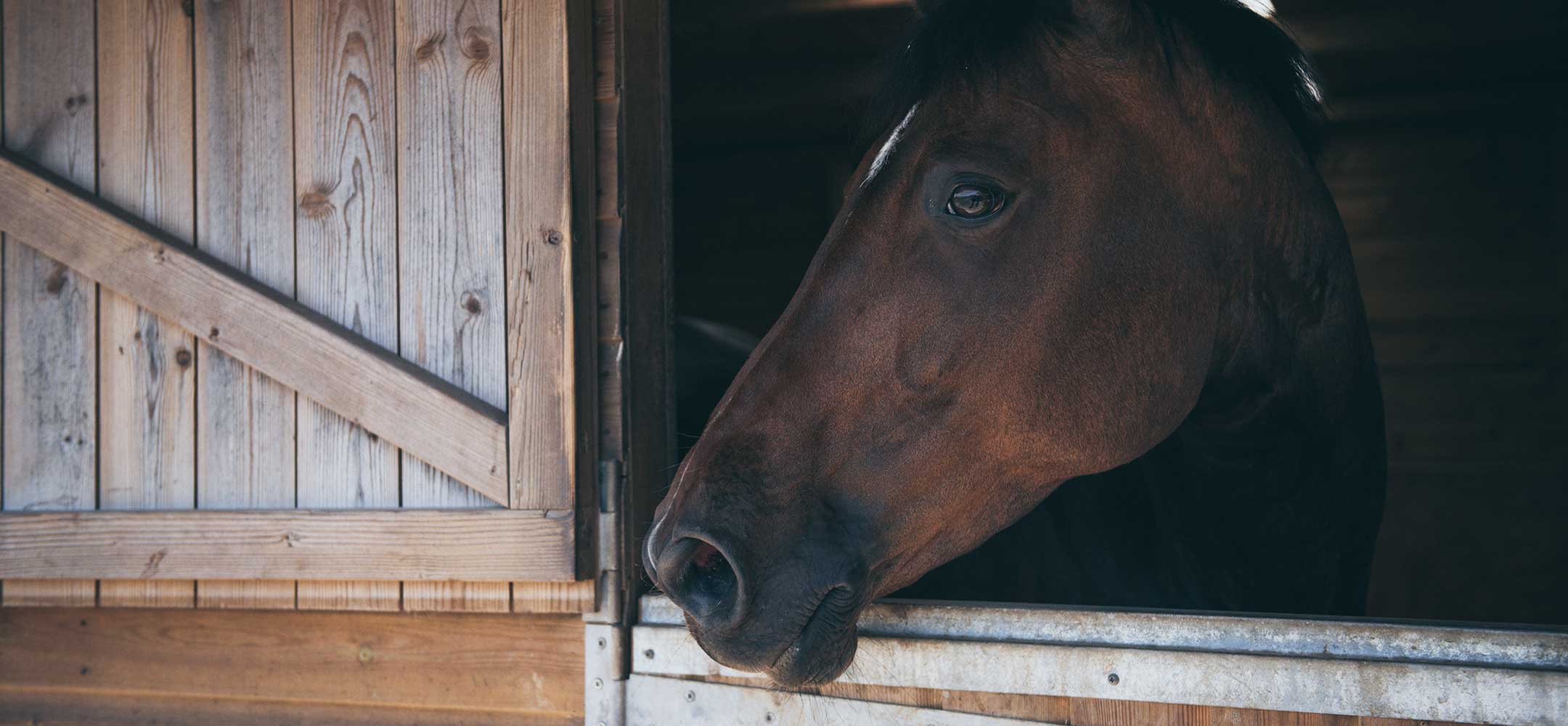 No flies on us - Di Gilpin uses Healthy Habitats in the stable