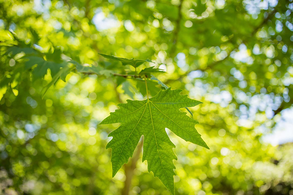 The cycle of life and how microbes help
