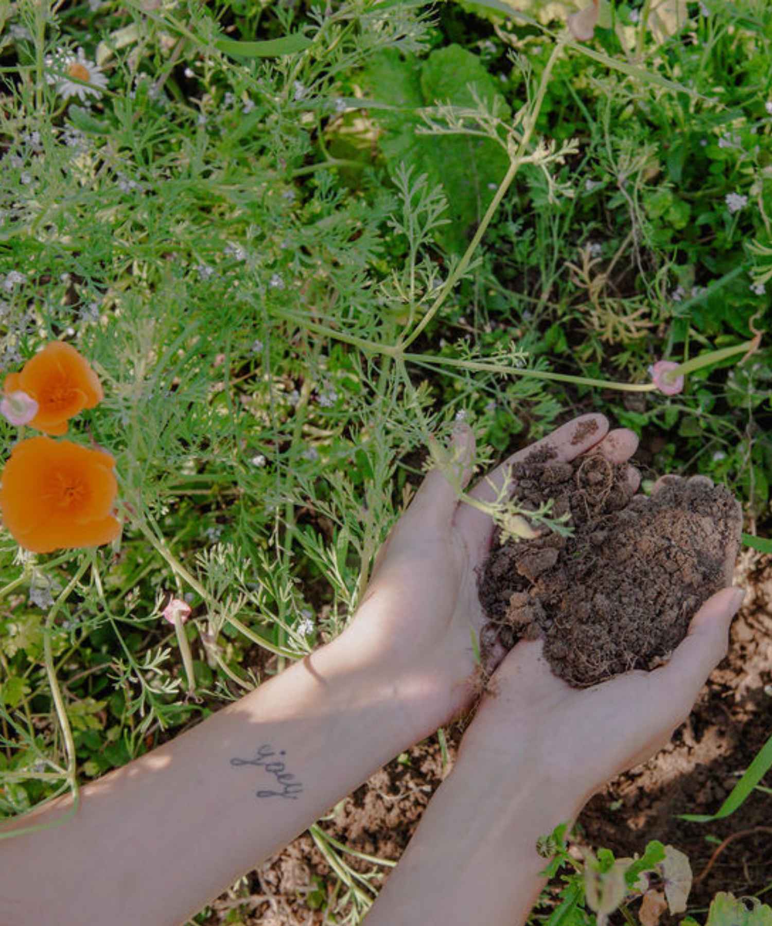 Hands in the soil of a garden looking at the probiotics working from Microbz