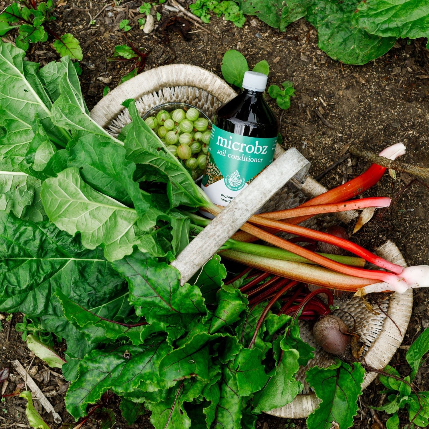 Hands in the soil of a garden looking at the probiotics working from Microbz