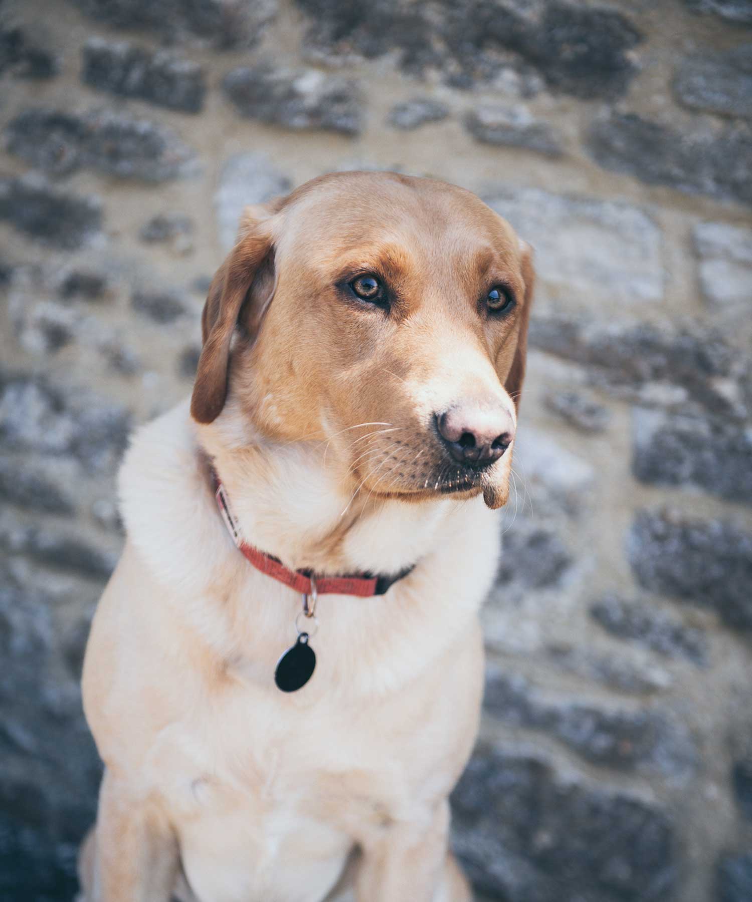 Microbial pet care solutions