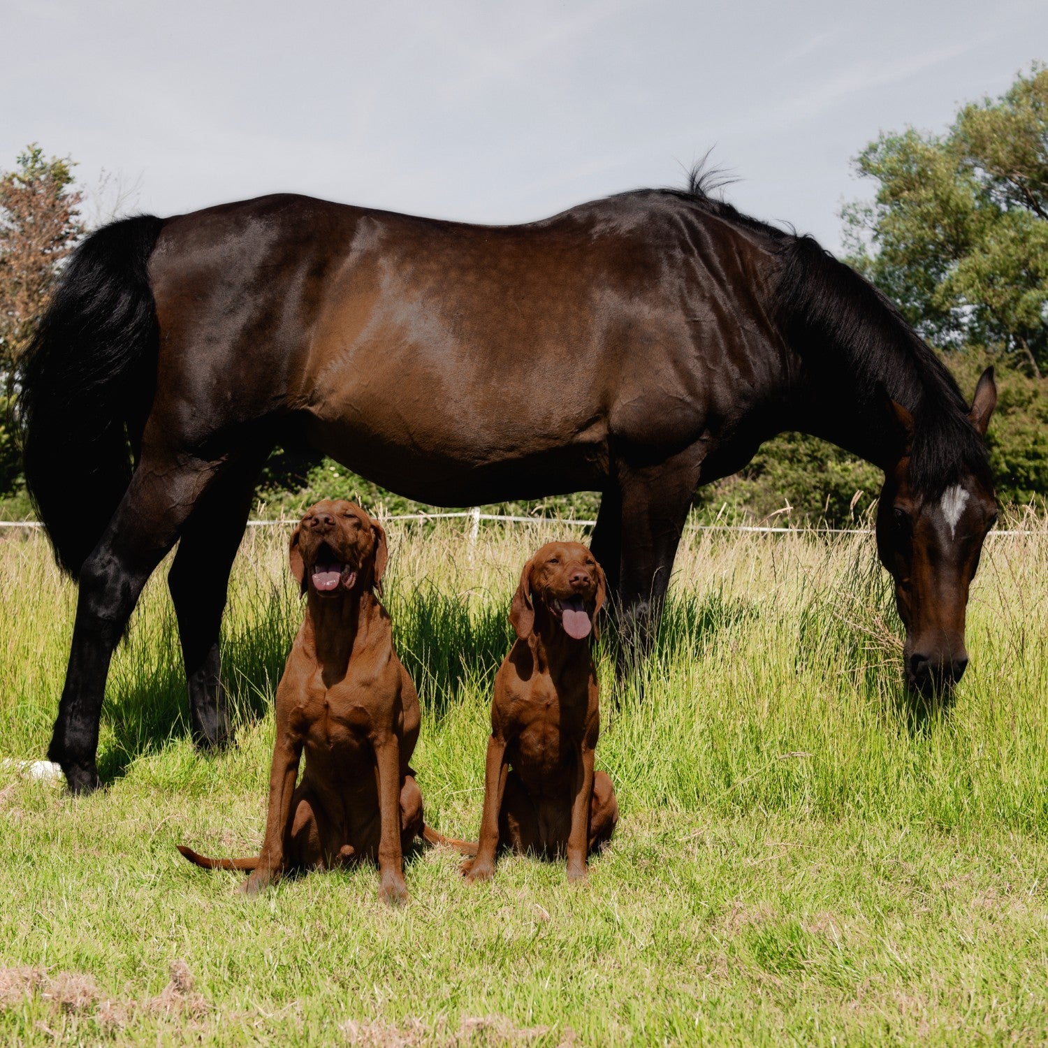 Microbial pet care solutions