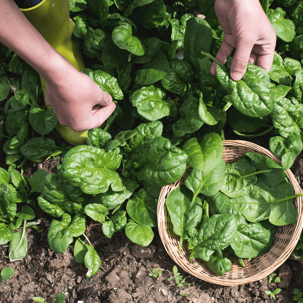 hands harvesting spinach