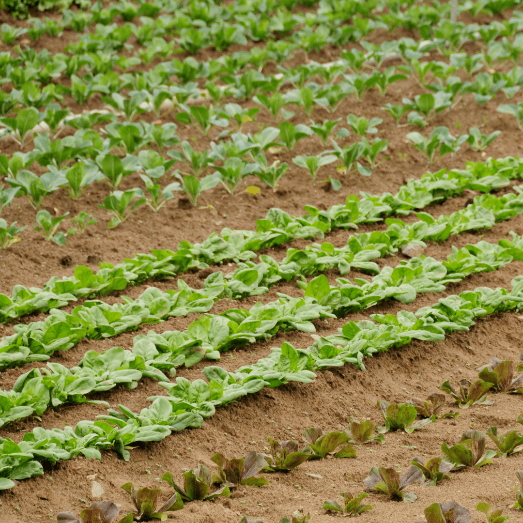 crops growing