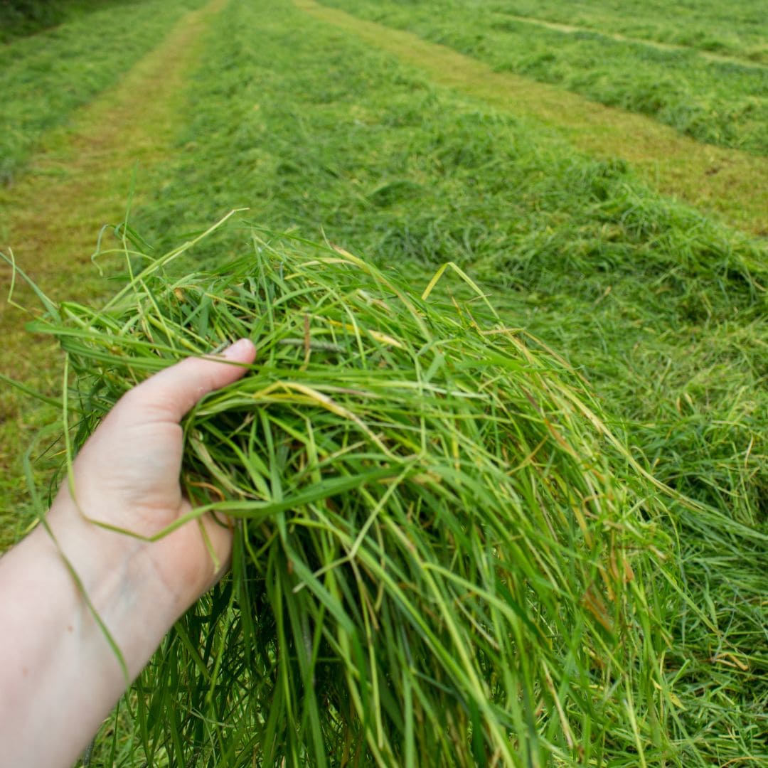 microbz silage