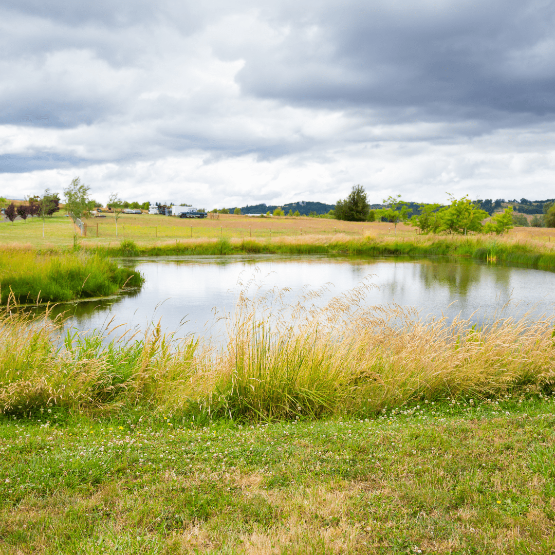 lake in a field