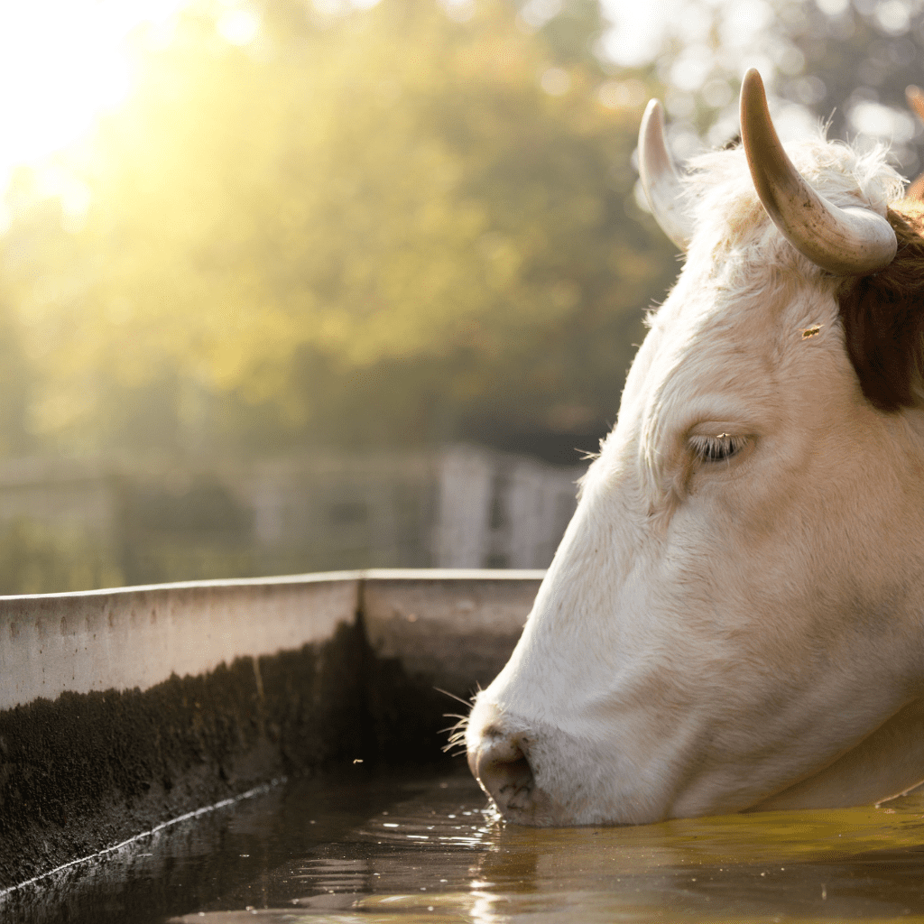 cow drinking from a trough