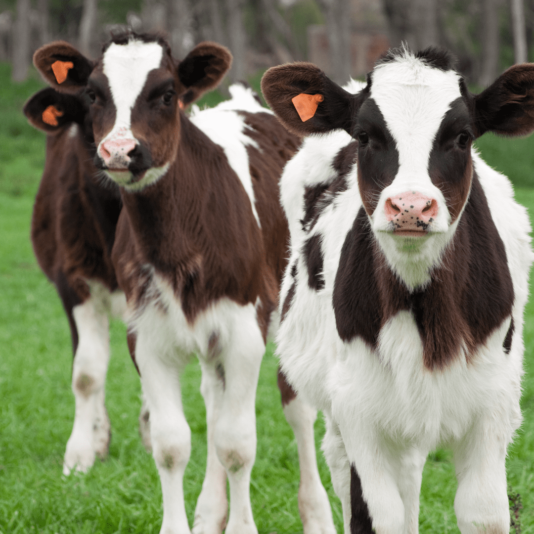 group of cows