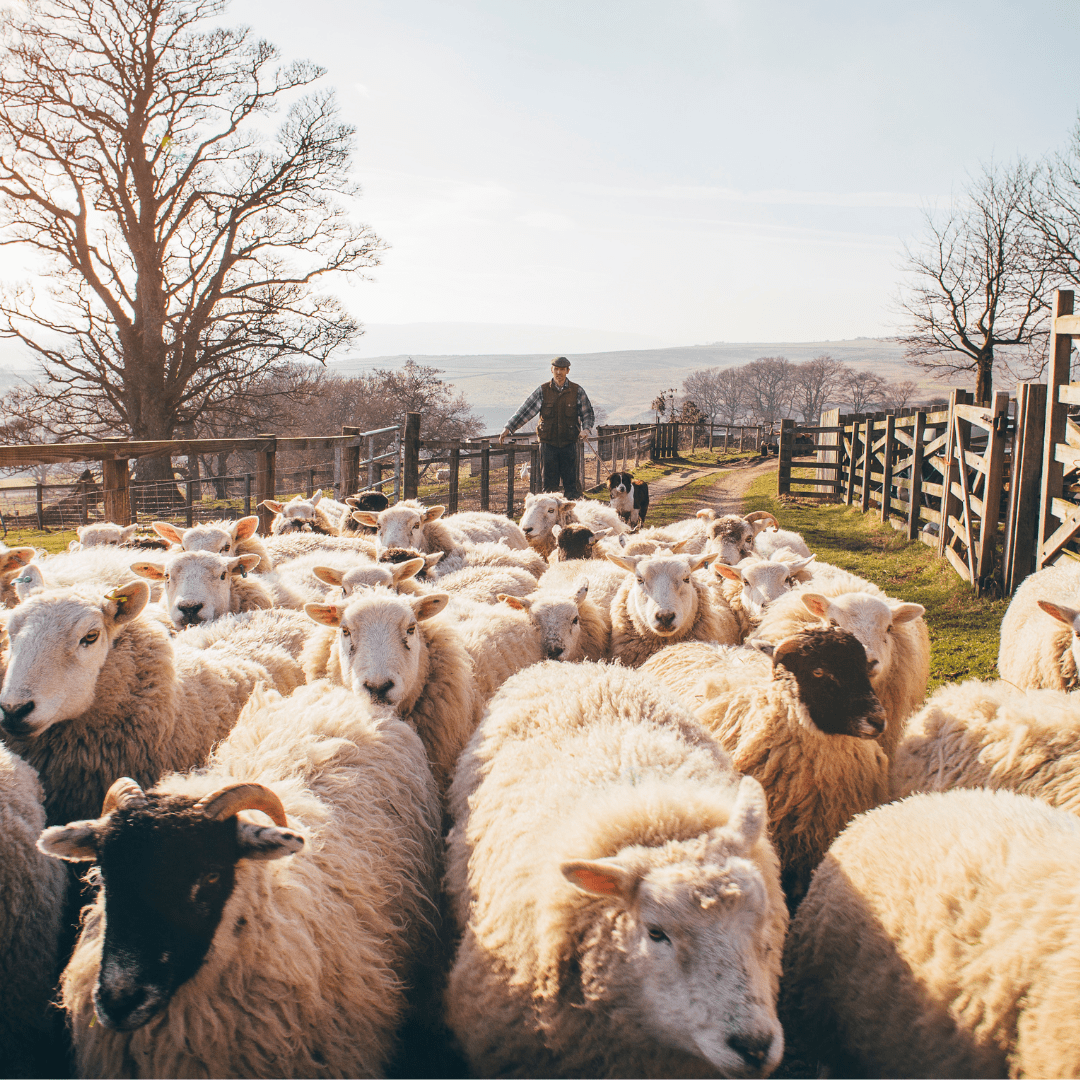 Sheep and goat fermentation broth