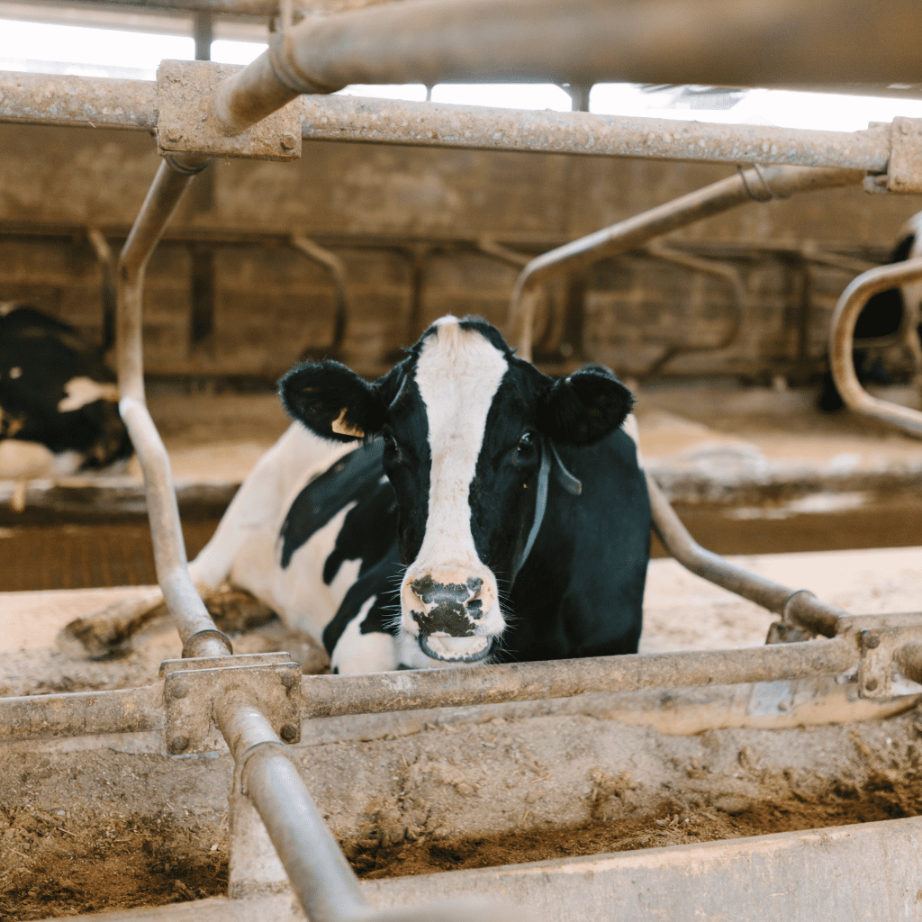cow lying down in a concrete building