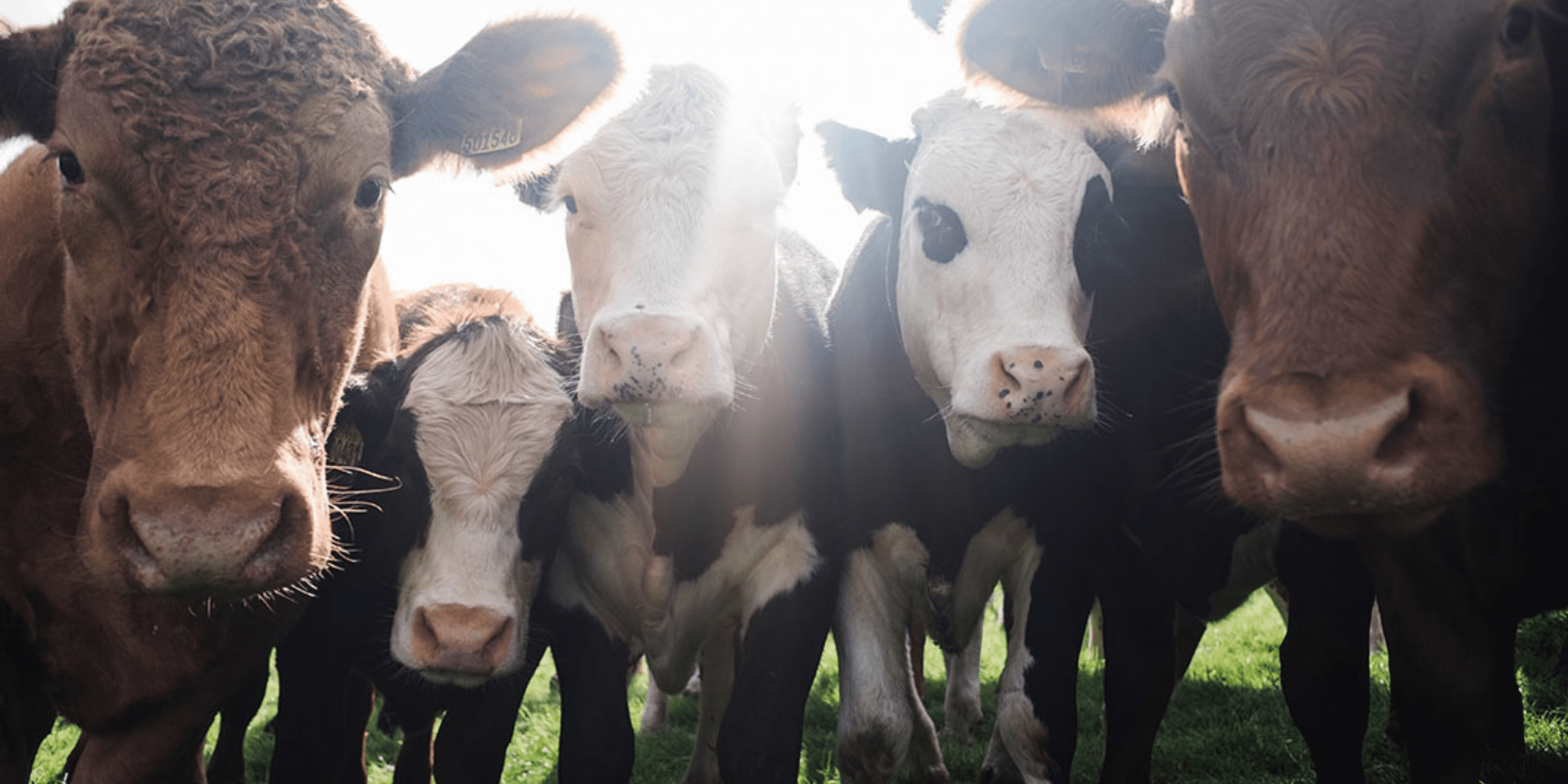 group of cows looking at camera