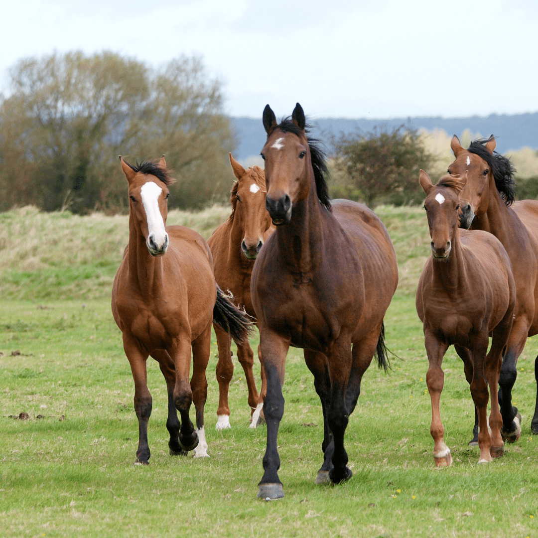 horses running in a field