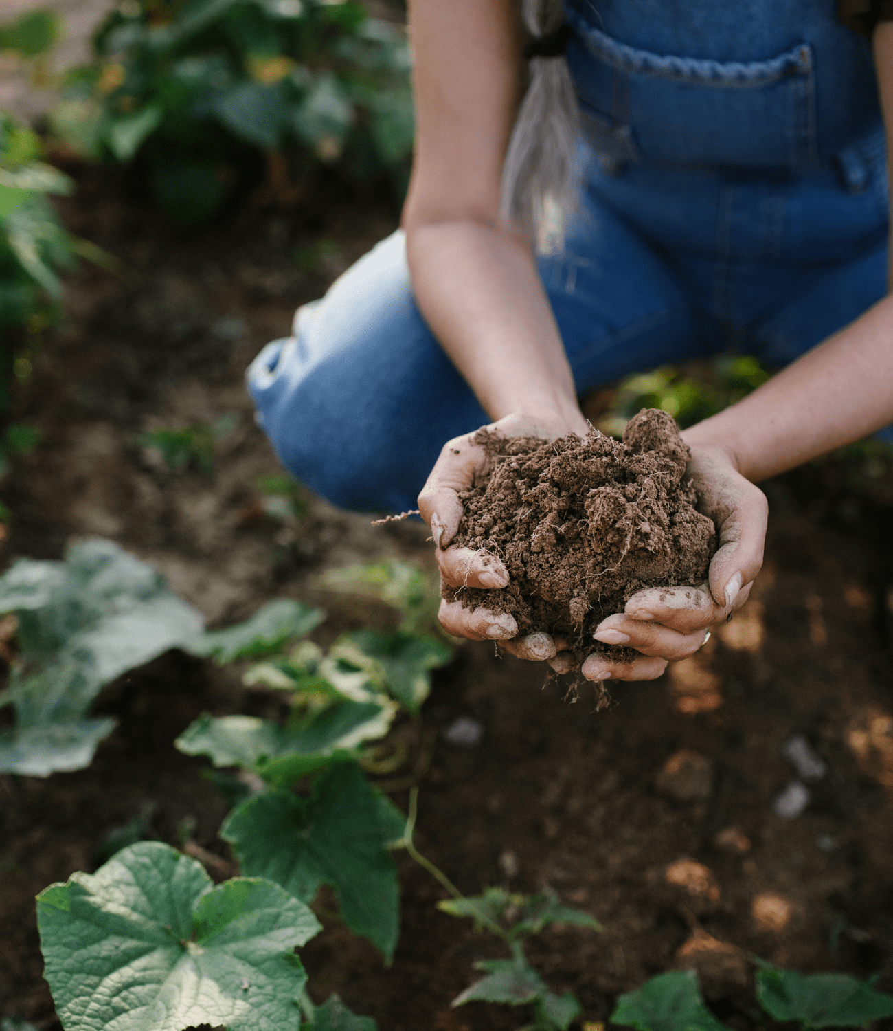 hands holding soil which is full of microbs that are used in our probiotics