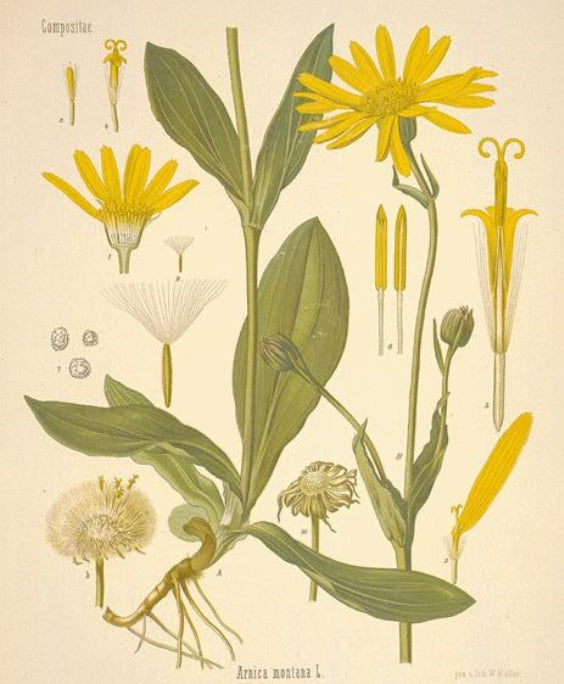 Botanical illustration of a yellow flower arnica plant with detailed anatomical parts on a beige background.