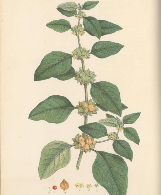 Botanical illustration of an ashwagandha plant with green leaves and small flowers on a beige background