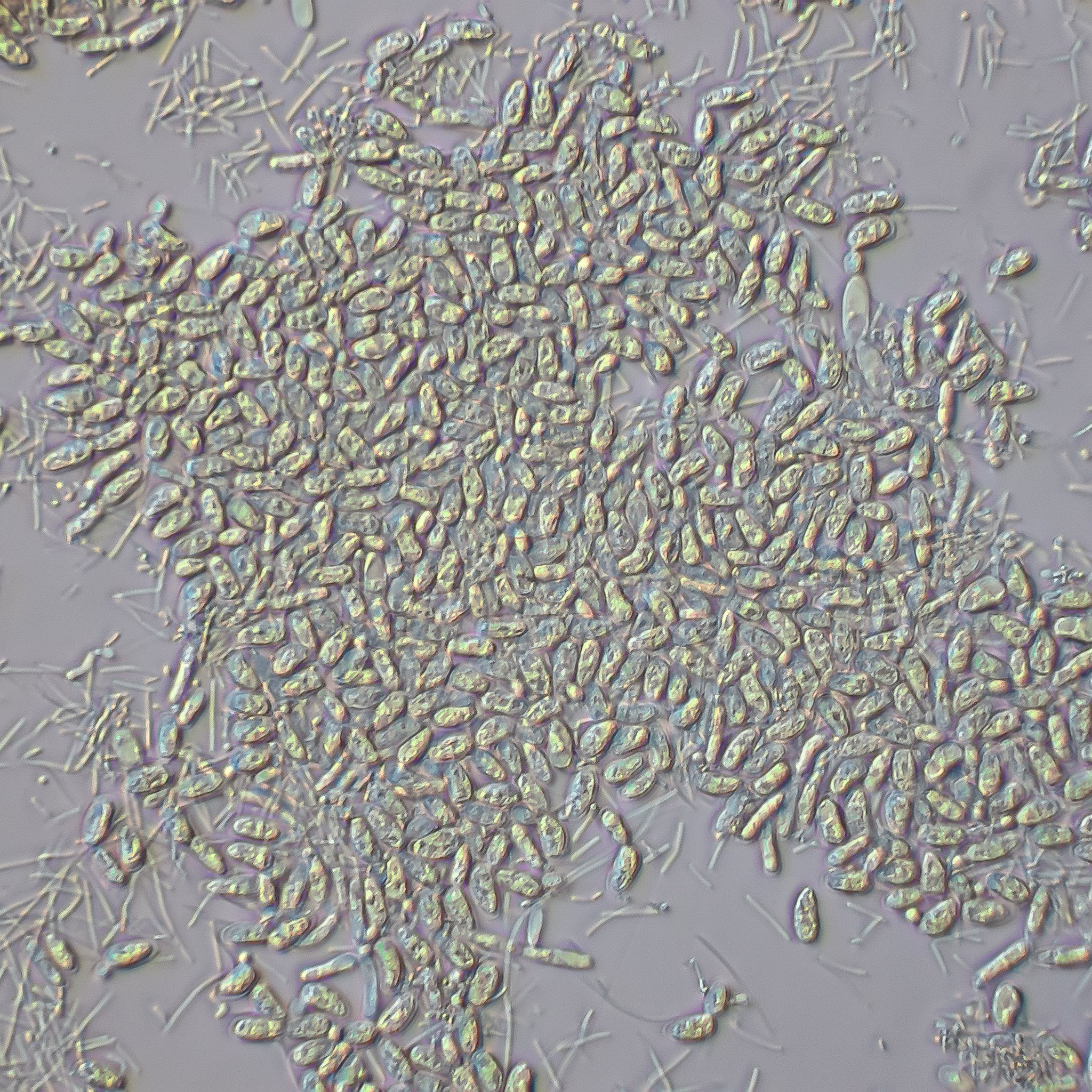 magnification of microbz sustain showing the living microbes