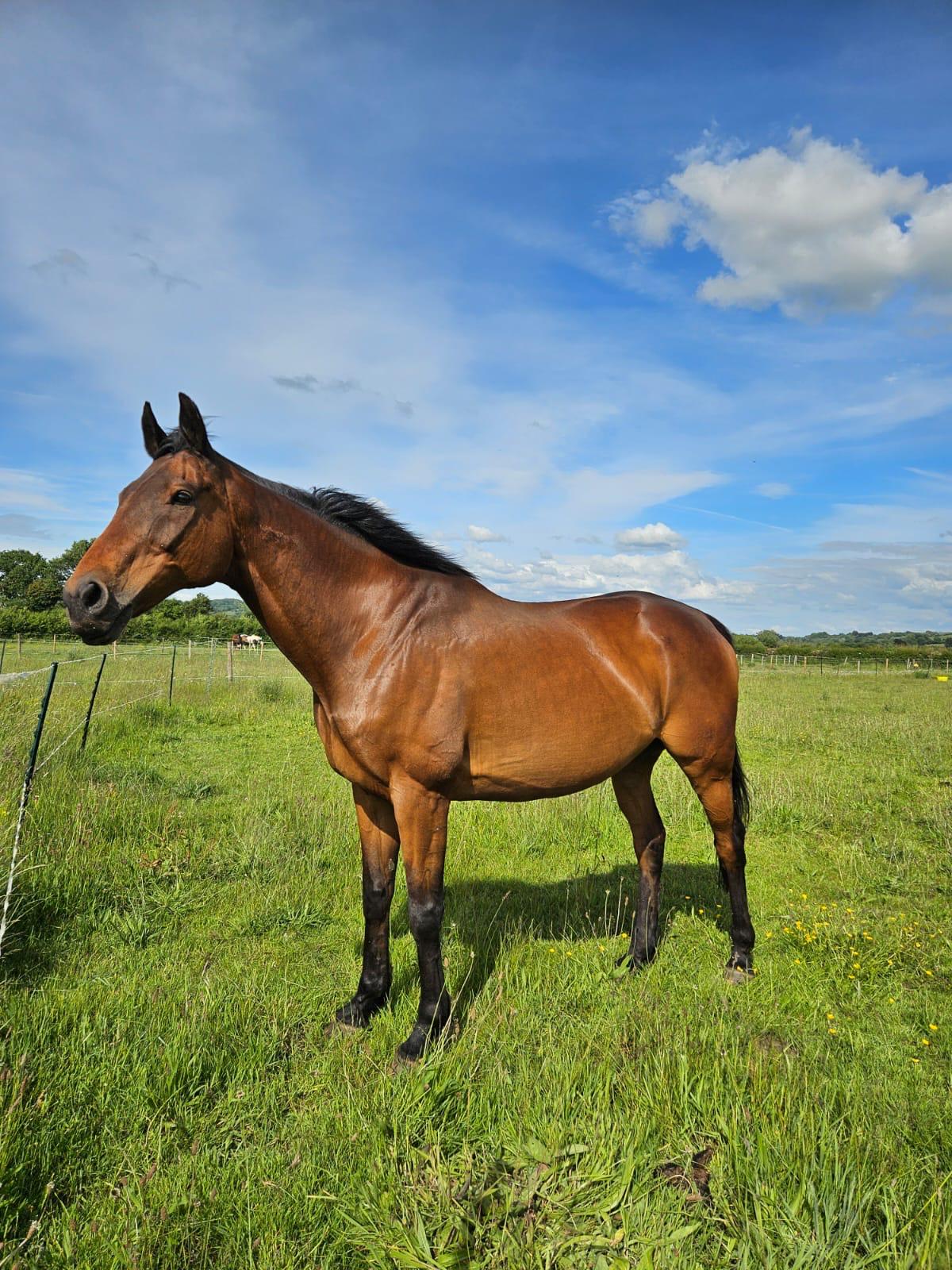 Bono the horse standing in a lush green field