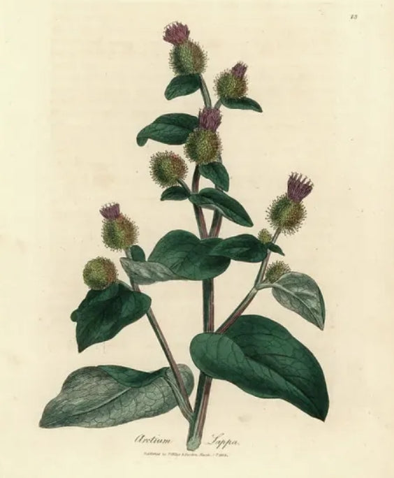 Botanical illustration of burdock root with green leaves and purple flowers on a beige background
