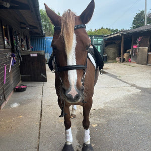 a relaxed horse on a yard that takes horse nutrition gut supplement