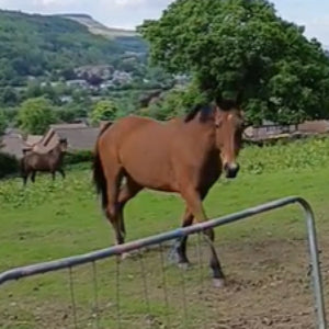 horse in a field with the hills in the background and the horse takes microbz horse nutrition gut supplement