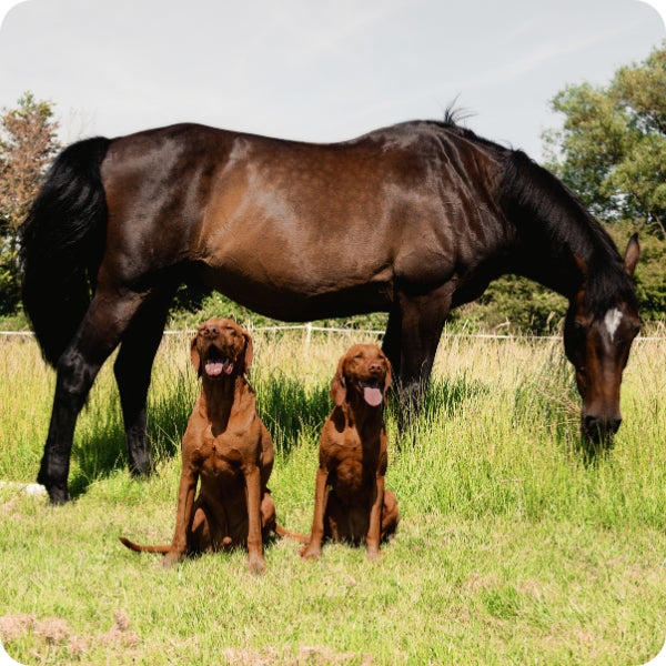 A photograph of two dogs and a horse sitting in a lush green pasture.