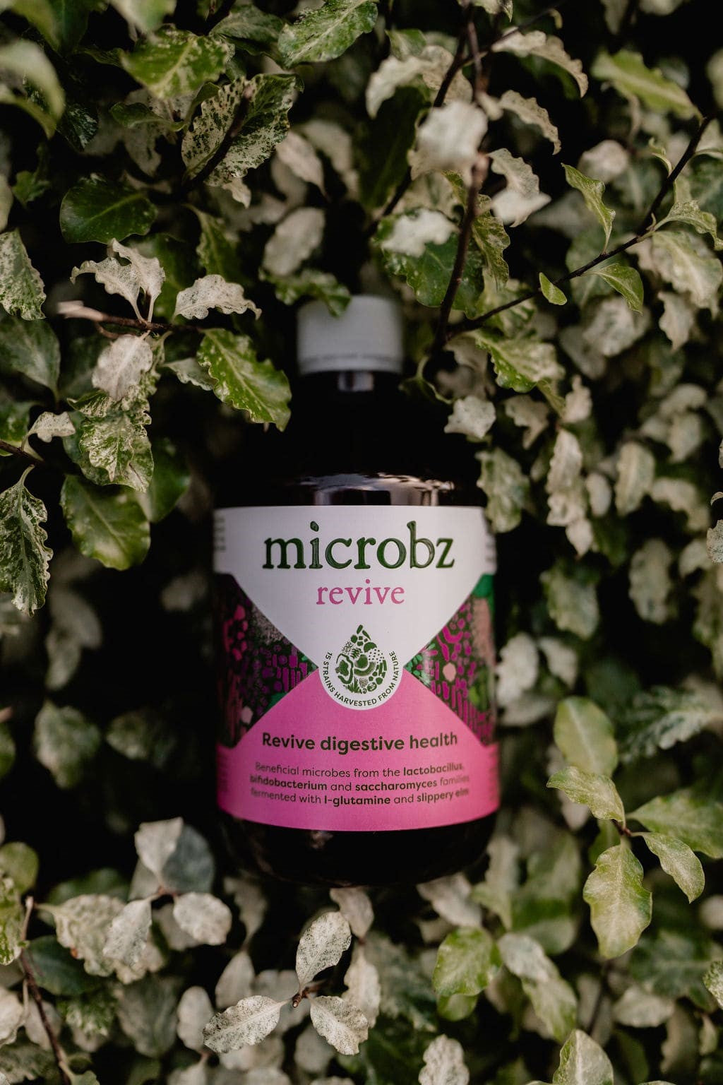 Image of the revive probiotic in a bush for gut health