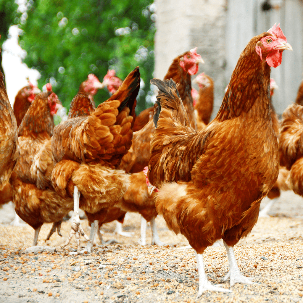 chickens