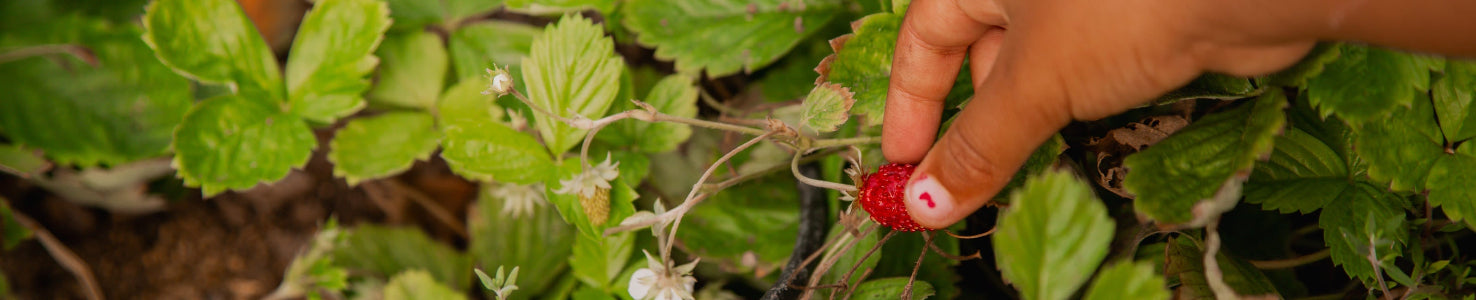 a hand picking wild strawberries to eat for a healthy gut along with our liquid probiotic supplements