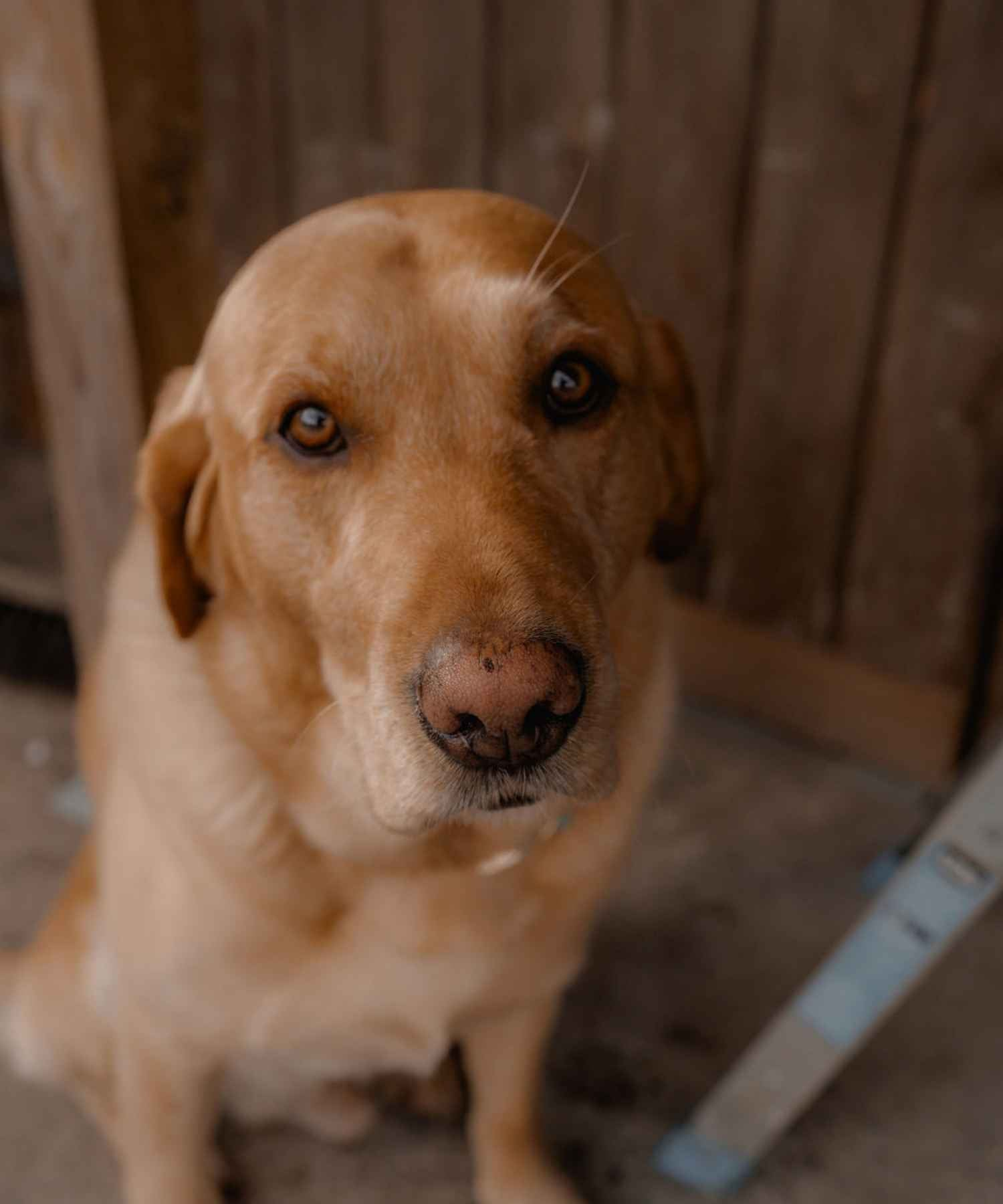 labrador dog that is happy with a healthy gut using dog probiotics