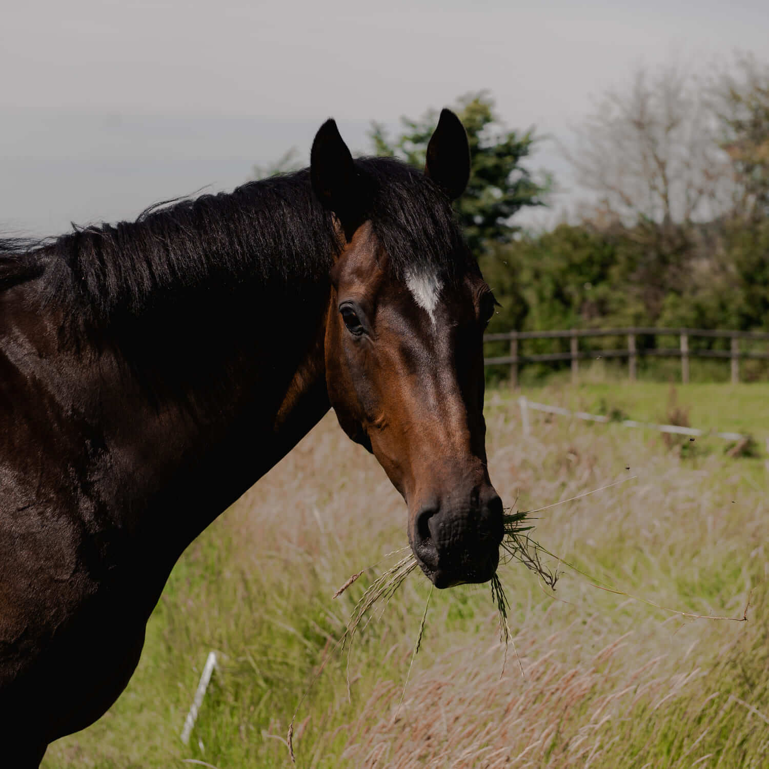 close up of a horse eating grass