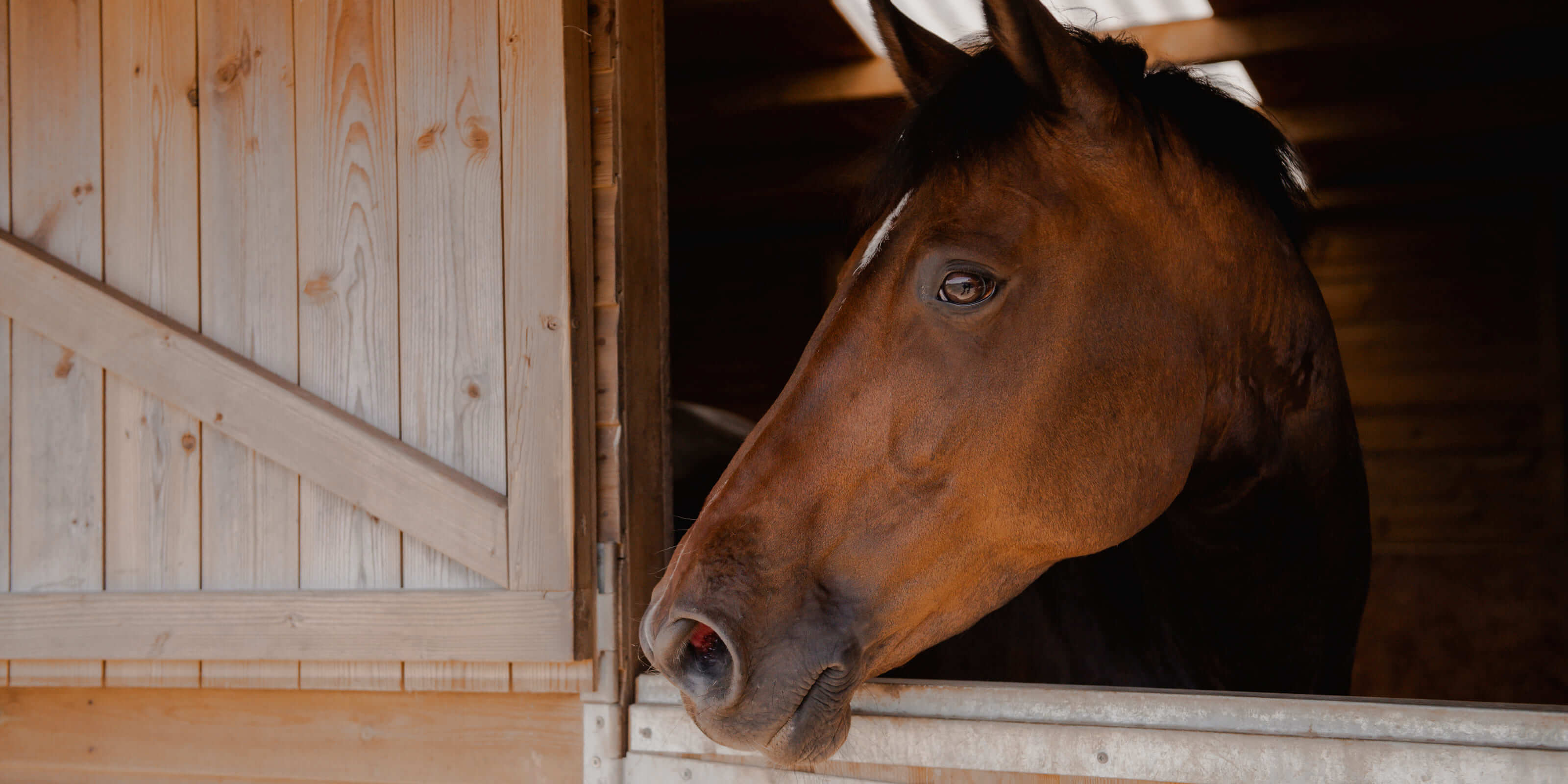 head of a horse in a stable