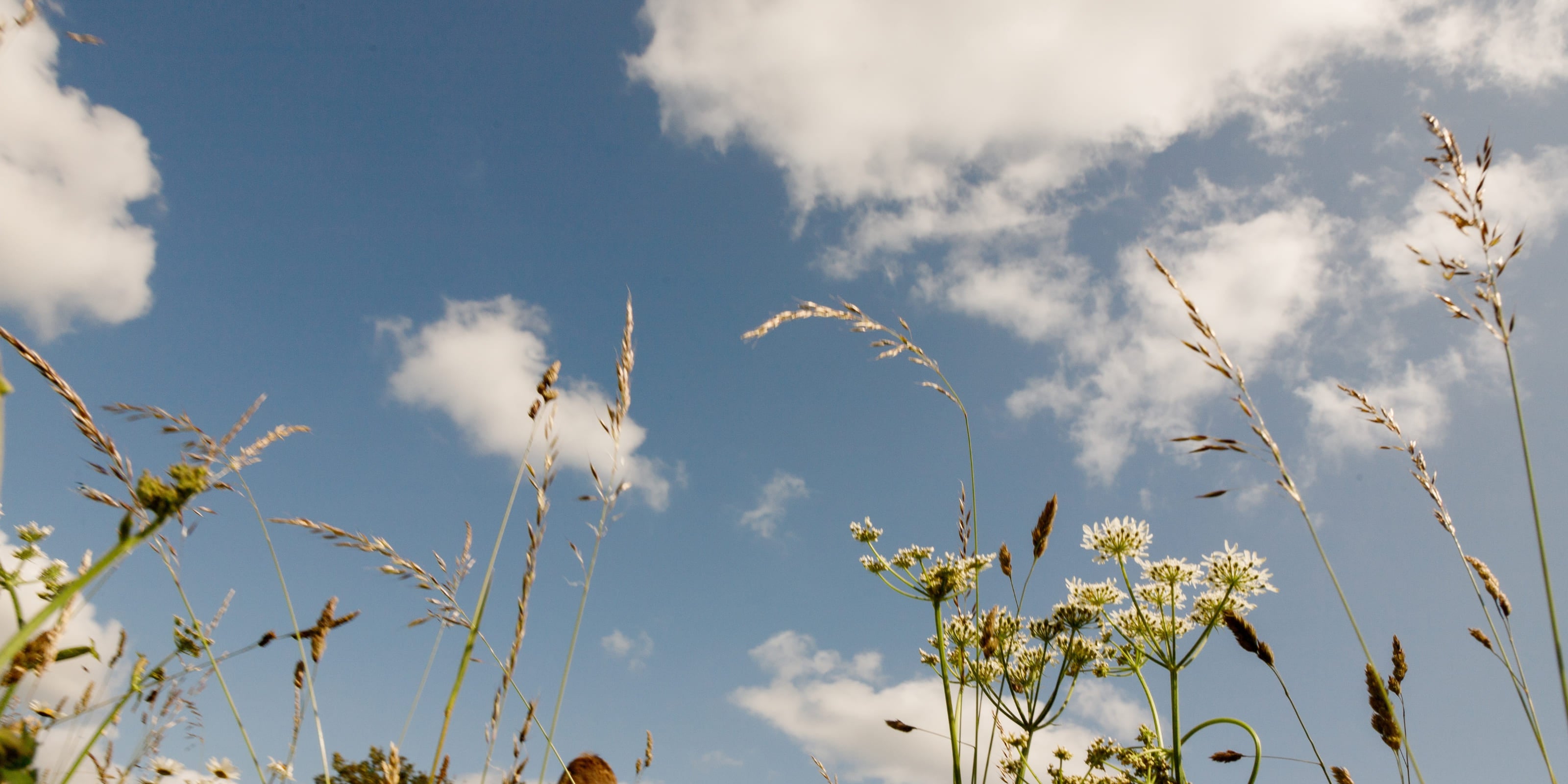 Tall grass and wildflowers against a blue sky with white clouds