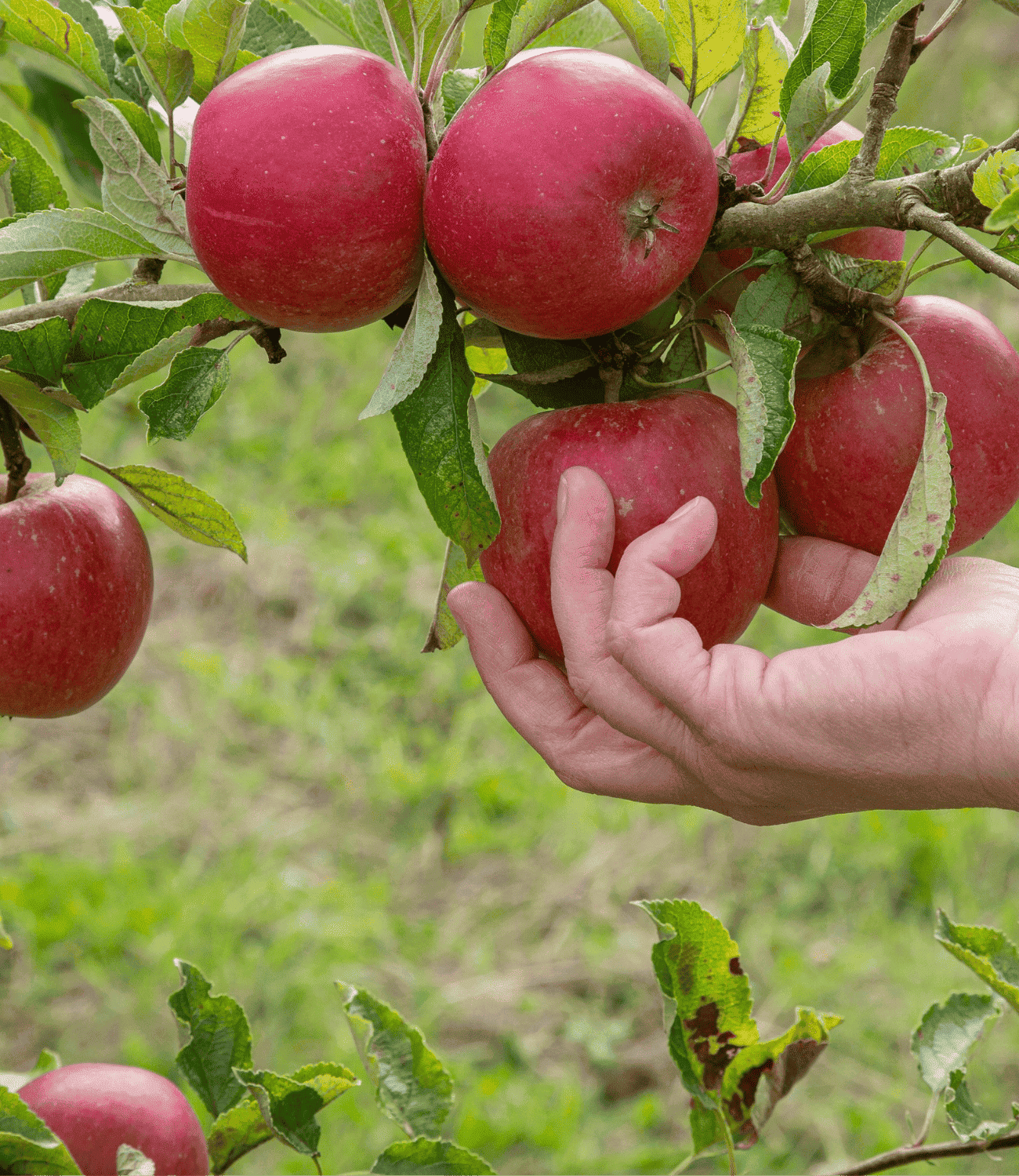 A hand picking apples off the tree.