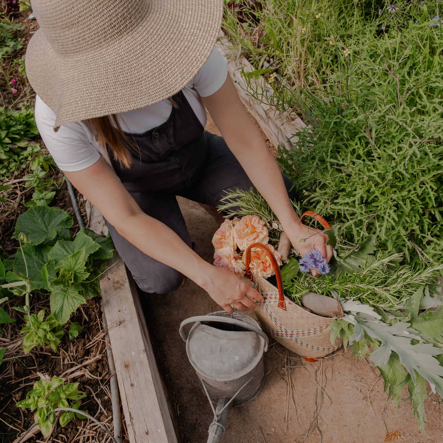 woman in hat gathering vegetables in a woven basket where our soil starts with our microbes