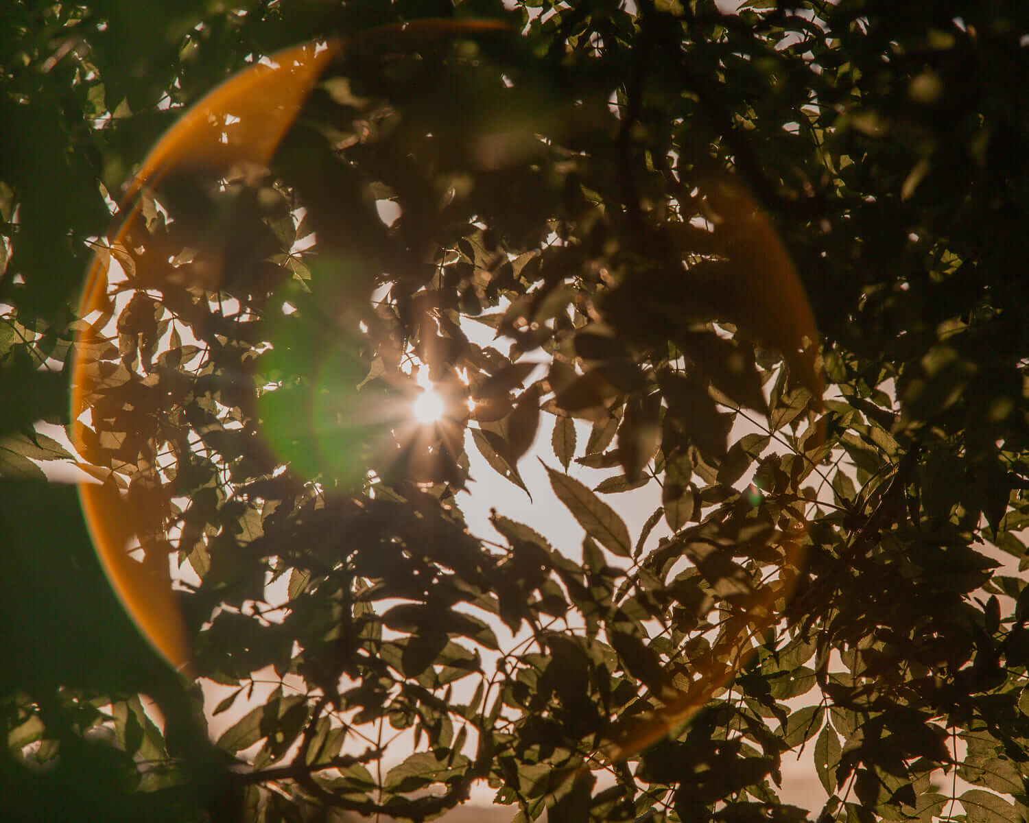 sunlight through leaves