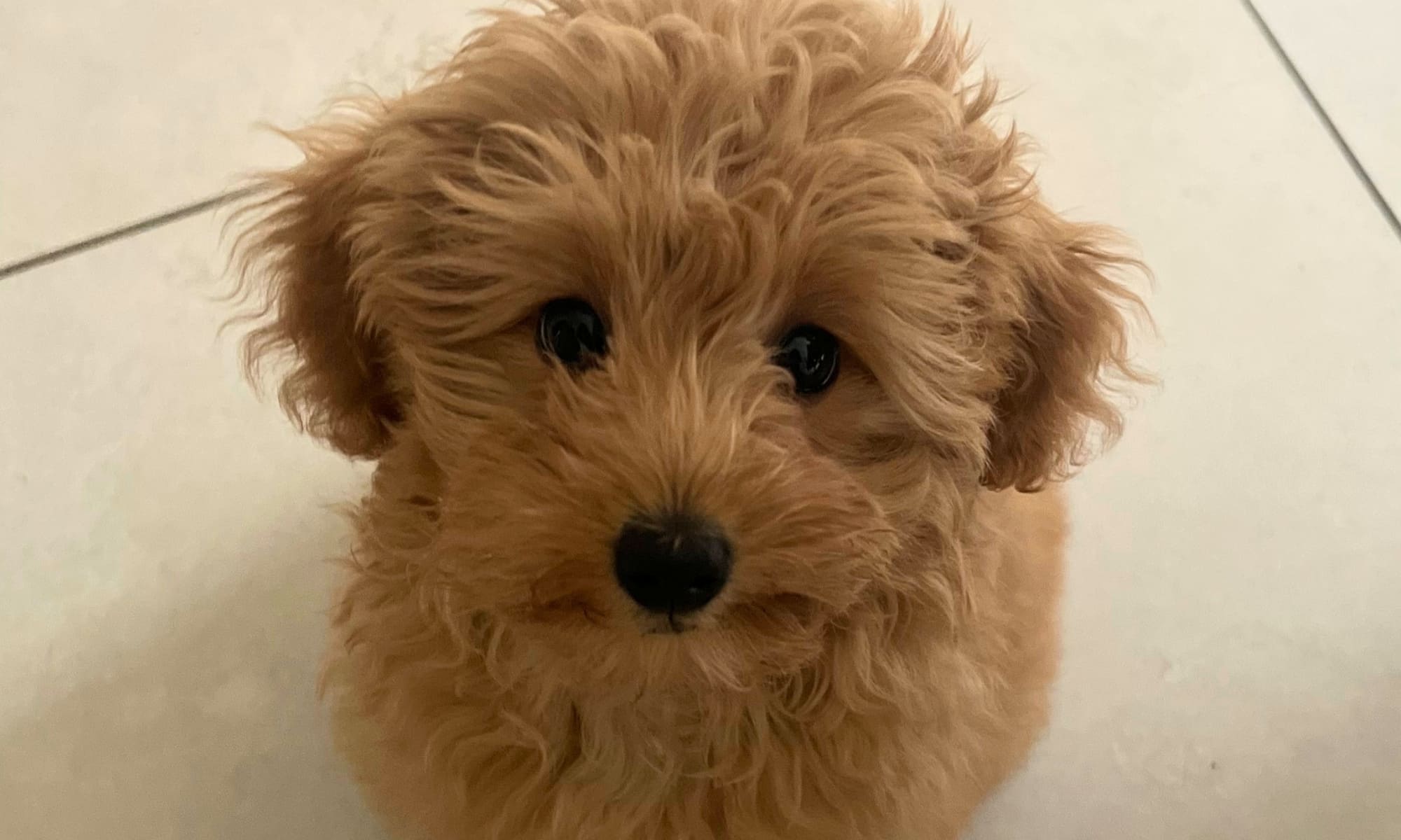 A photo of a maltipoo puppy fluffy and cute with brown beady eyes.