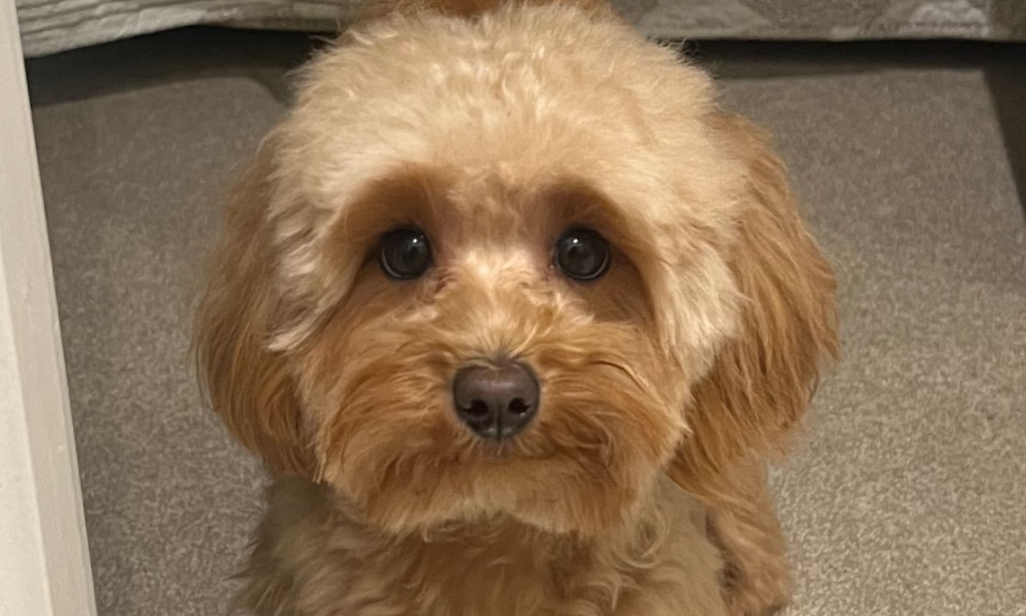 An adult photo of maggie the maltipoo dog