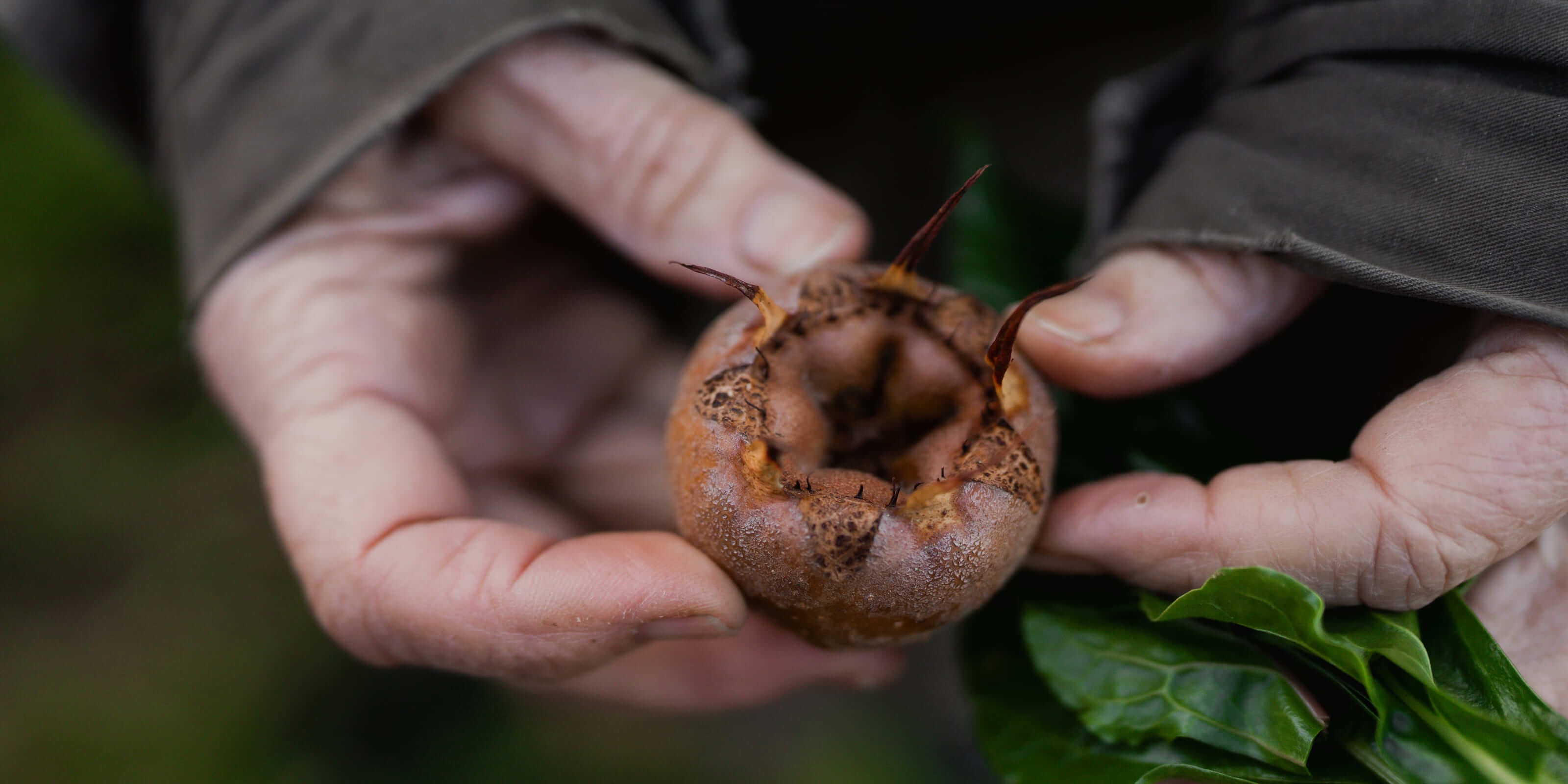 hands holding vegetables in a garden.
