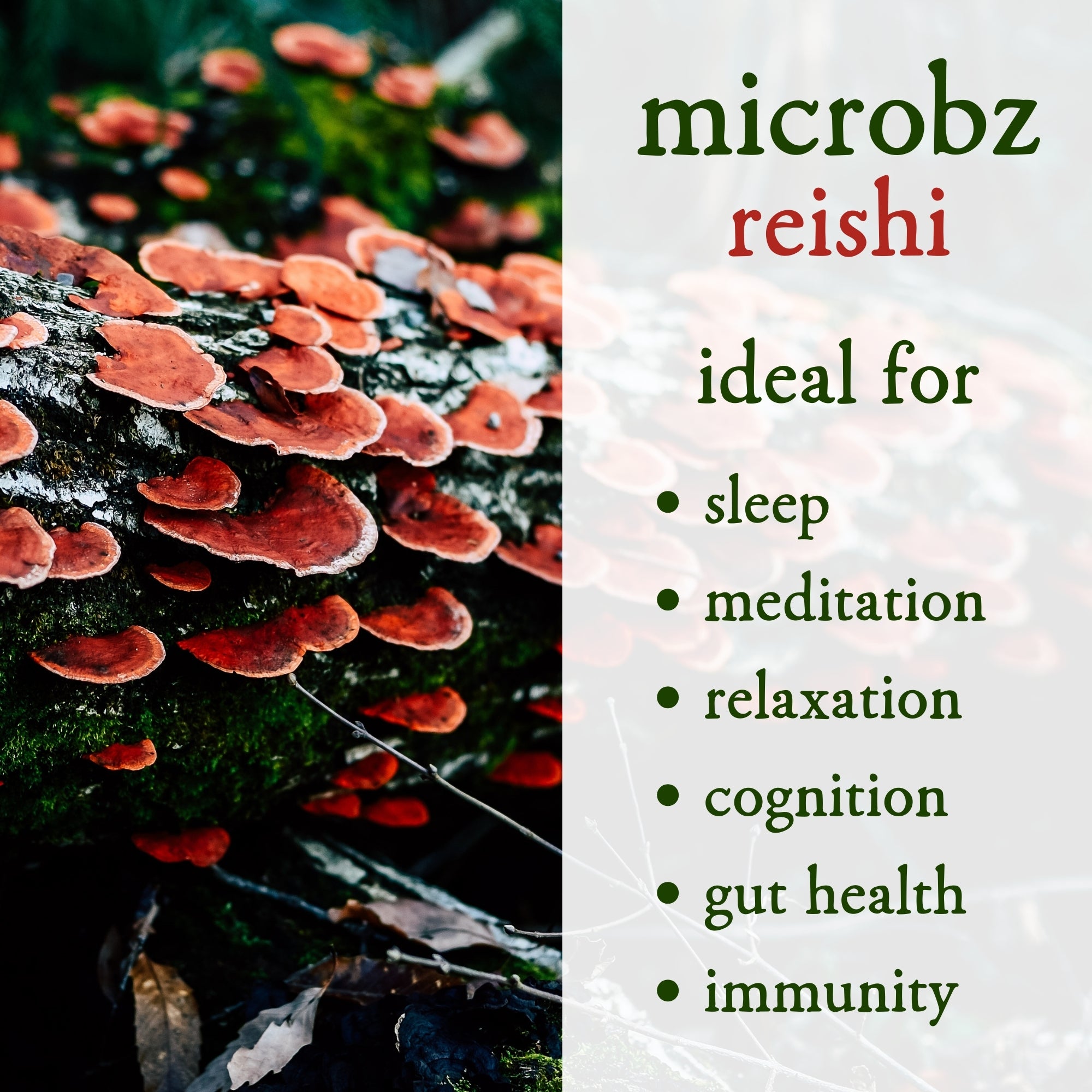 Reishi