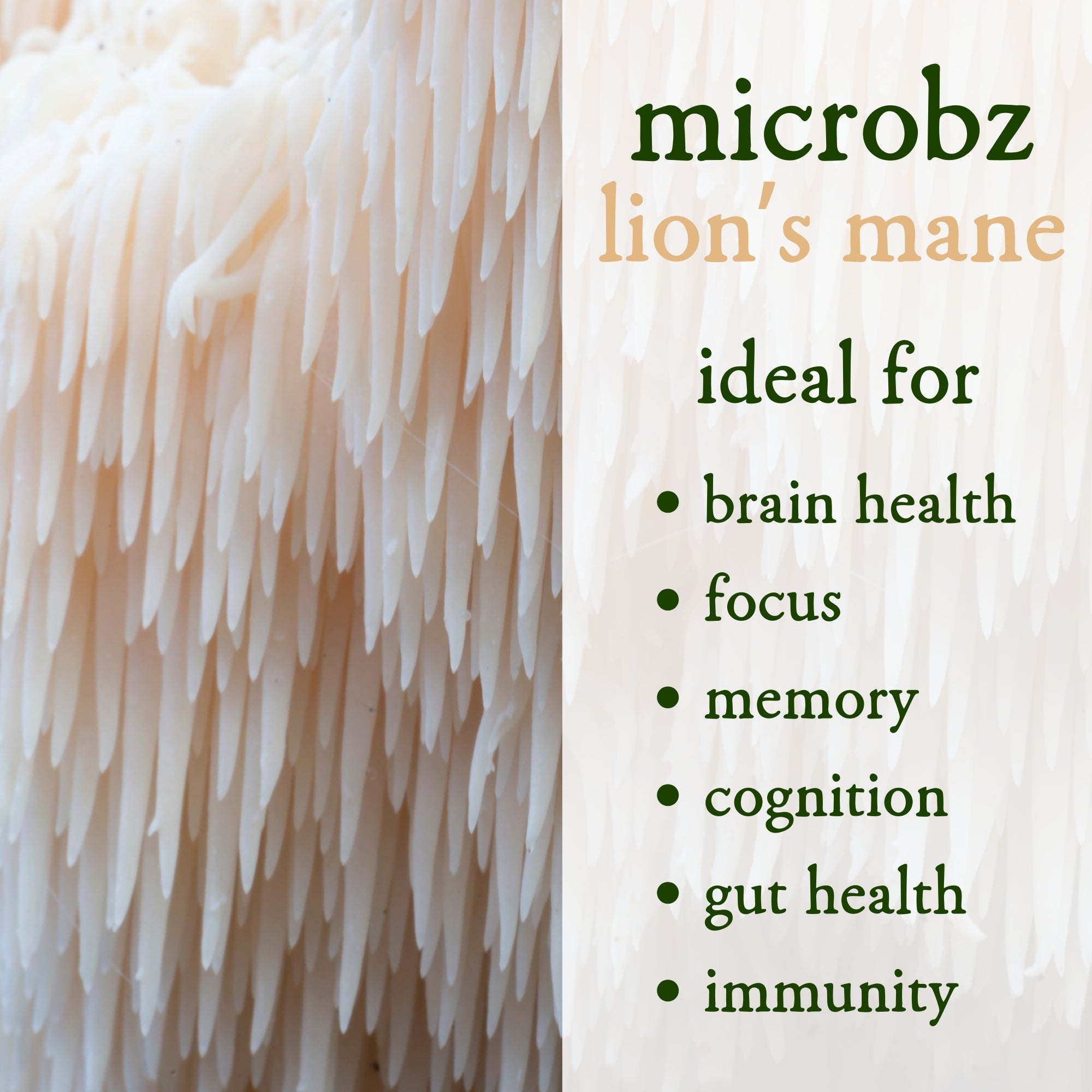 Lion's mane