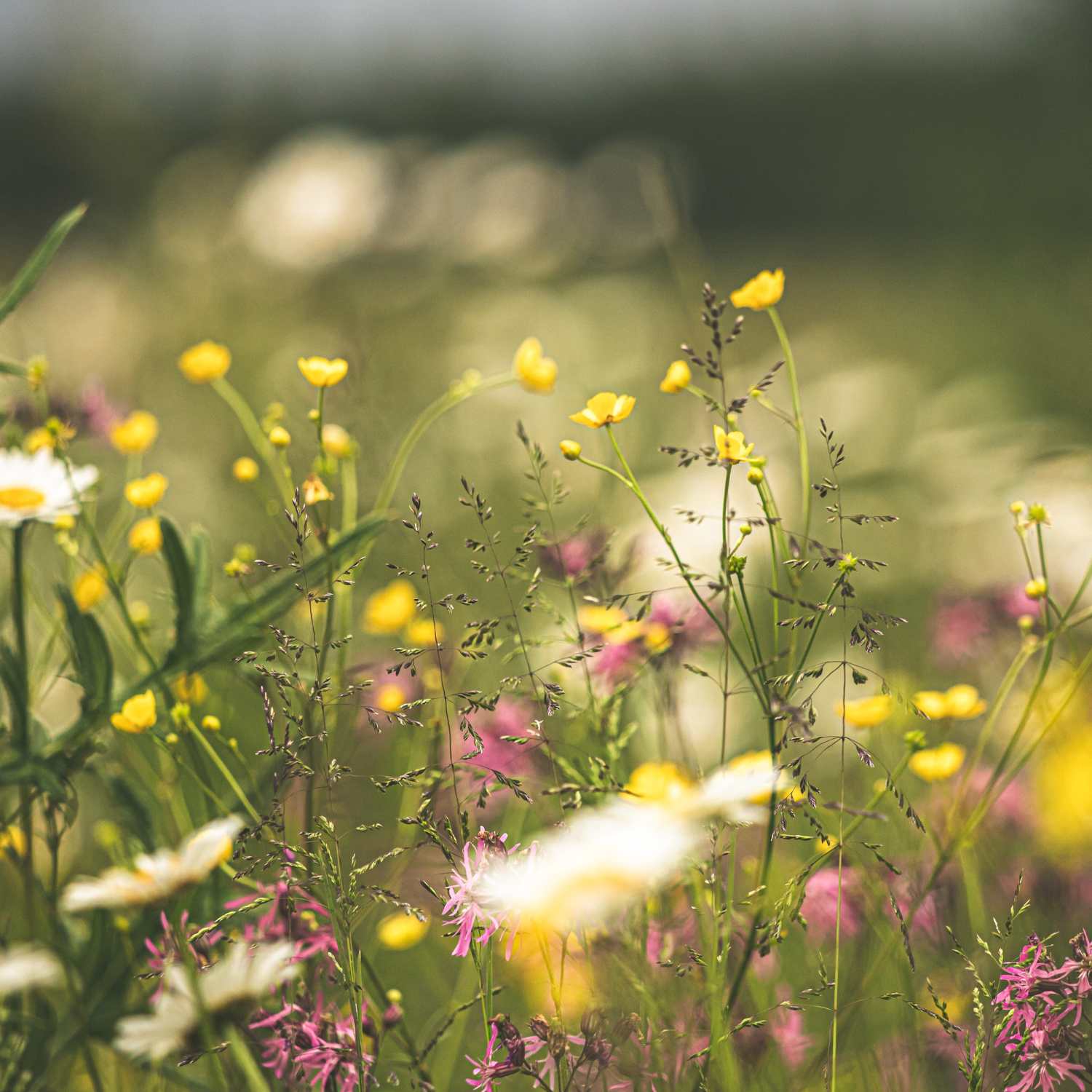 flowers in a meadow that are thriving from a healthy soil with mirobes
