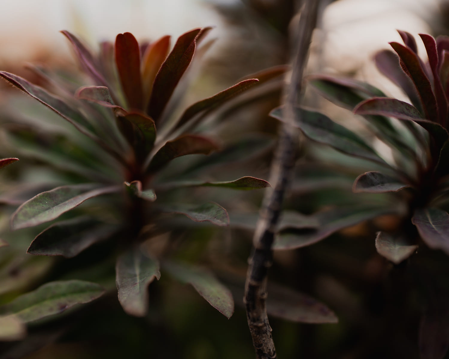 close up of a purple flower
