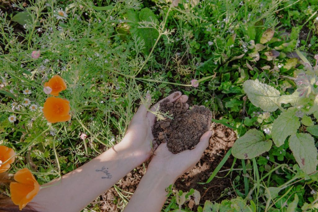 hands holding soil which is full of microbes where we get our soil based probiotics