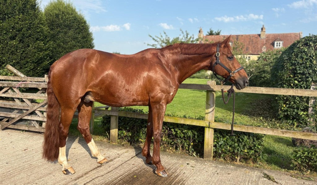 A horse standing tied to a fence who suffers from sweet itch