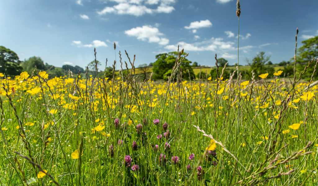 wild meadow for a regen farm